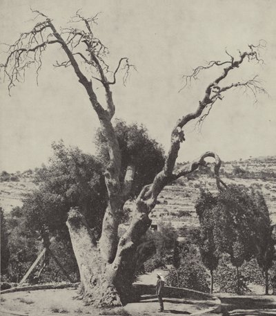 El Roble de Mamre; el Roble de Abraham, donde Abraham levantó su tienda y construyó un altar de English Photographer