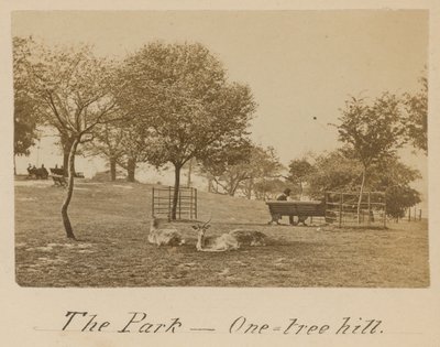 El Parque - One Tree Hill, Greenwich de English Photographer