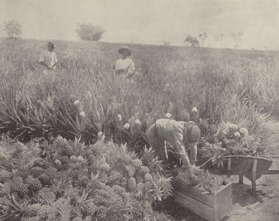 La piña de English Photographer