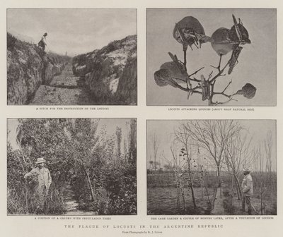La plaga de langostas en la República Argentina de English Photographer