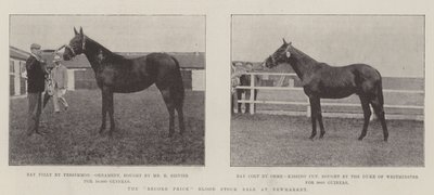 La venta de sangre de precio récord en Newmarket de English Photographer