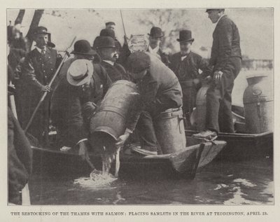 La repoblación del Támesis con salmones, colocando alevines en el río en Teddington, 23 de abril de English Photographer