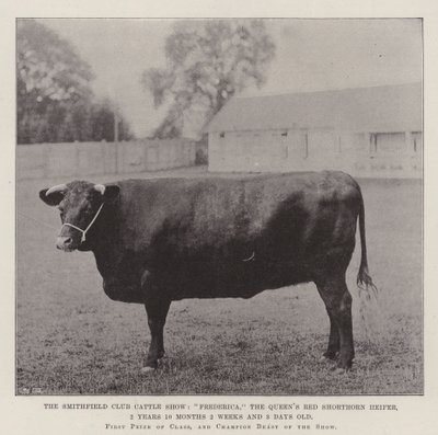 Exposición de ganado del Club Smithfield, Frederica, la novilla roja de Shorthorn de la Reina, 2 años 10 meses 2 semanas y 3 días de edad de English Photographer