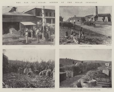 El impuesto sobre el azúcar, escenas de la industria azucarera de English Photographer