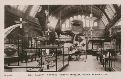 Museo Victoria y Alberto, South Kensington, Londres, galería de peces de English Photographer