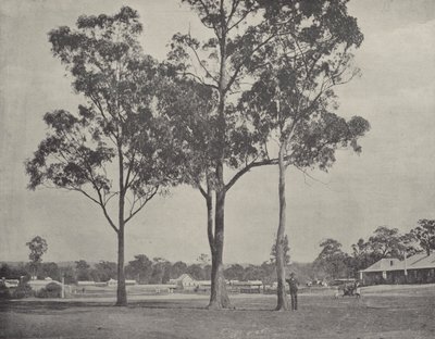 Toongabbie de English Photographer