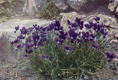 Viola Gracilis (foto en color) de English Photographer