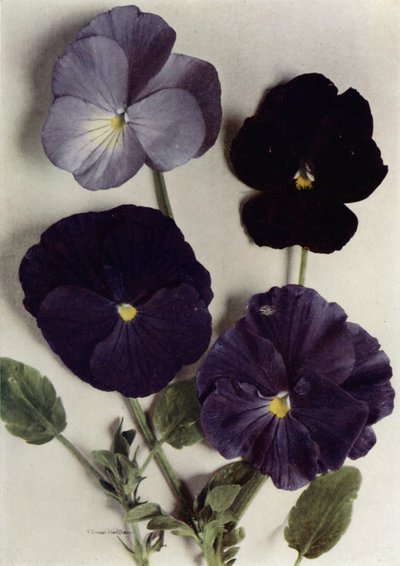 Violas, Maggie Mott, Admiral of the Blues, Archibald Grant, y Jenny M