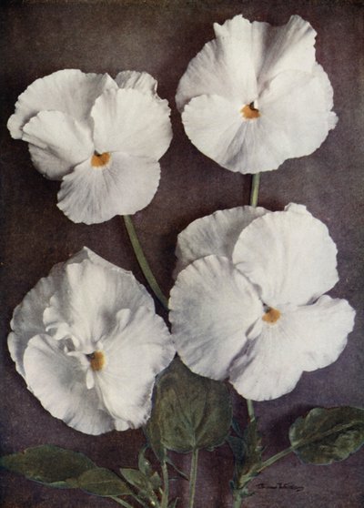 Violas, Purity, Mrs H Pearce, Mad A Gray, y Snowflake (foto en color) de English Photographer