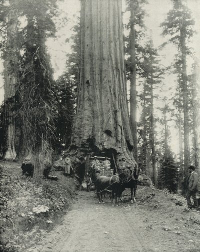 "Wawona" Gran Árbol, Mariposa Grove, California de English Photographer