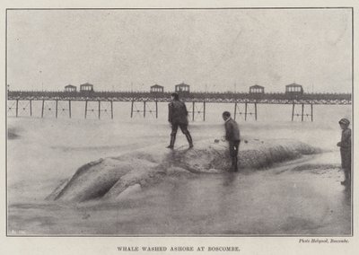Ballena varada en Boscombe de English Photographer