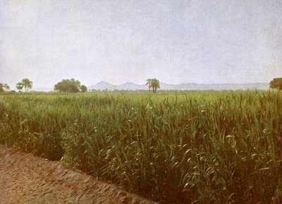 Campo de trigo cerca de Luxor, Egipto de English Photographer