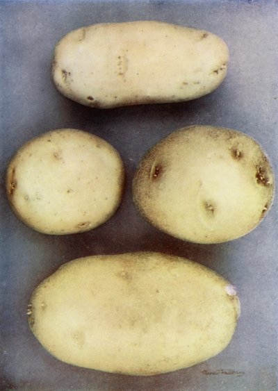 Patatas blancas (foto en color) de English Photographer