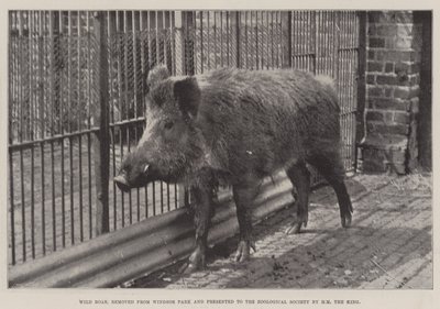 Jabalí, removido del Parque Windsor y presentado a la Sociedad Zoológica por SM el Rey de English Photographer