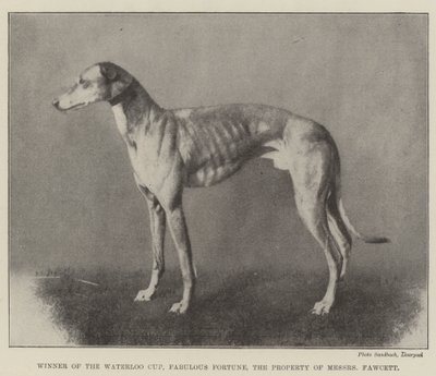 Ganador de la Copa Waterloo, Fortuna Fabulosa, Propiedad de los Sres. Fawcett de English Photographer