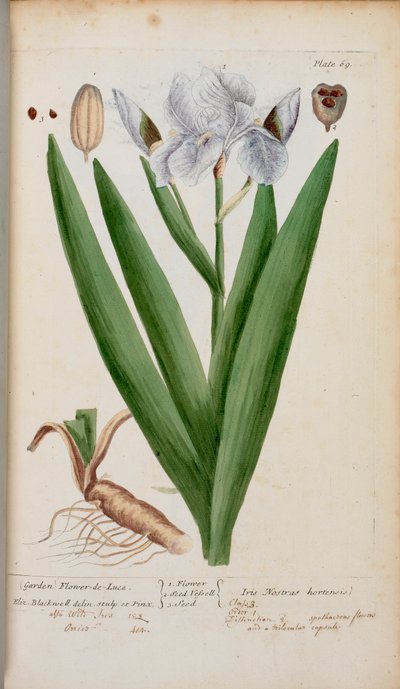(Jardín) Flower-de-Luce. Un iris, de 