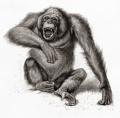 Orangután de Borneo, Pongo pygmaeus, también llamado orangután, orangután u orangután. Del Meyers Lexicon, publicado en 1924 (impresión) de English School