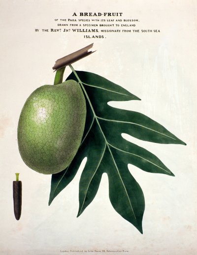 Fruta del pan, c.1825 de English School