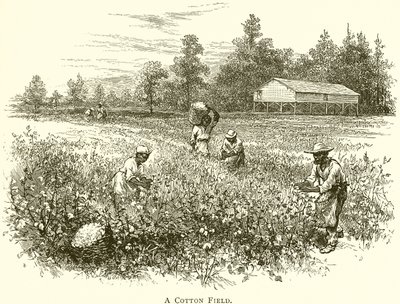 Un campo de algodón de English School