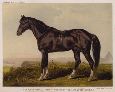 Un caballo Dongola (litografía en color) de English School