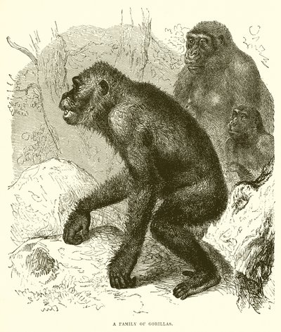 Una Familia de Gorilas de English School