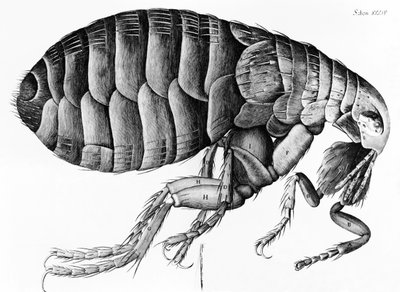 Una pulga observada al microscopio por Robert Hooke (1635-1703), 1665 de English School