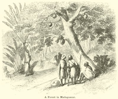 Un bosque en Madagascar de English School