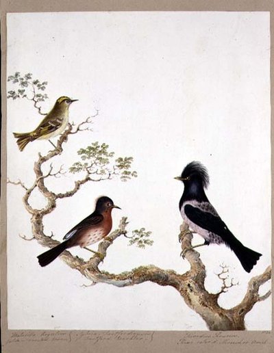 Un reyezuelo crestado dorado, un zarzalero de Dartford y un zorzal de color rosa, 1824 de English School