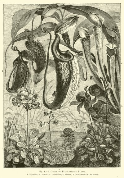 Un grupo de plantas carnívoras de English School