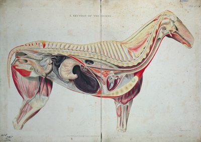 Una sección del caballo de English School
