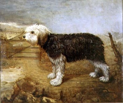 Un perro pastor, campos más allá de English School