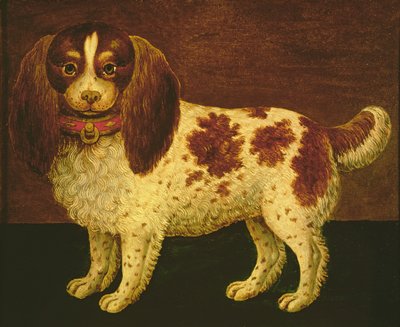 Un Spaniel de English School