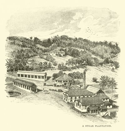 Una plantación de azúcar de English School