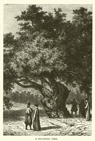 Un Árbol de Sicómoro de English School