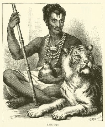 Un tigre domesticado de English School