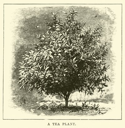 Una planta de té de English School