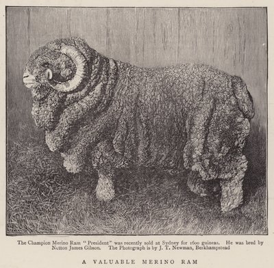 Un Valioso Carnero Merino (grabado) de English School