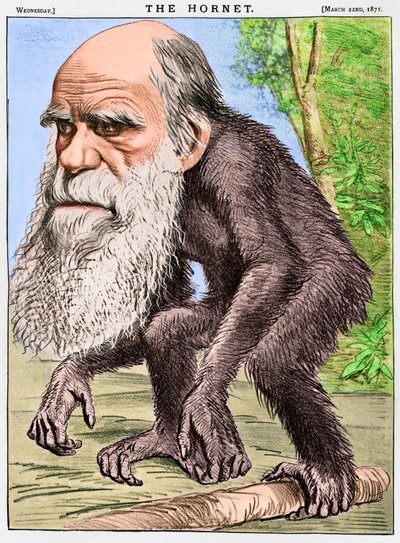 "A Venerable Orang-outang", caricatura de Charles Darwin como simio de English School