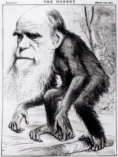 Un venerable orangután, de 
