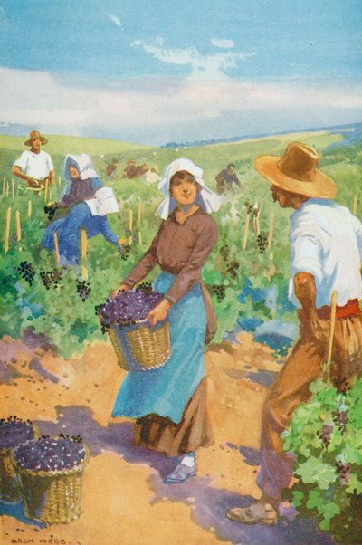 Un viñedo en Francia (litografía en color) de English School
