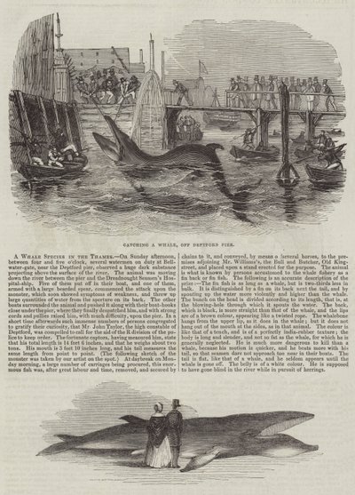 Una especie de ballena en el Támesis (grabado) de English School