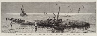 Una ballena en la costa de Edkou, cerca de Alejandría, "Allá va" de English School
