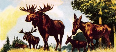Una manada de alces de English School
