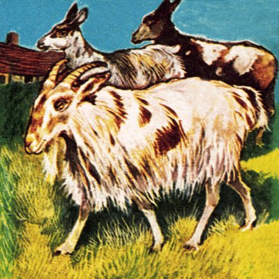 Una manada o tribu de cabras de English School
