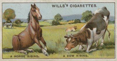 Un caballo levantándose y una vaca levantándose de English School