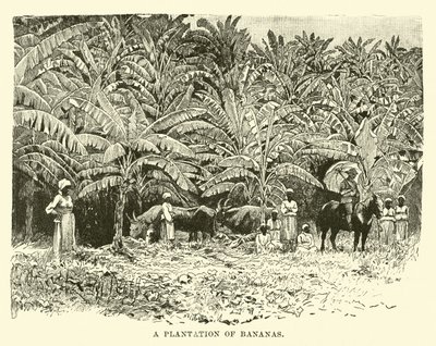 Una plantación de plátanos de English School