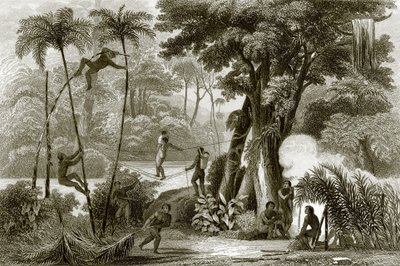 Una escena en el bosque brasileño de English School
