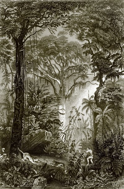 Una escena en el bosque brasileño de English School
