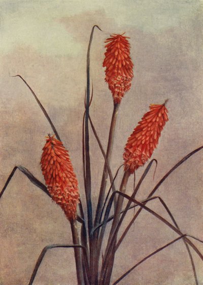 Una espléndida flor antorcha, Kniphofia Corallina Superba (litografía en color) de English School
