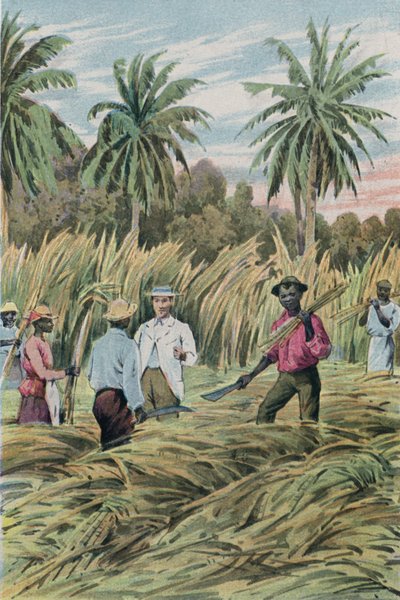 Una plantación de azúcar de English School